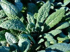 Lacinato Kale Seeds, Italian