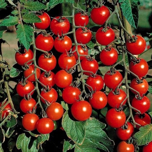 Tomato cherry sweet million - tomato,