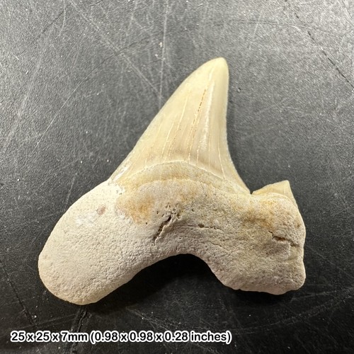Otodus obliquus shark tooth - otodus,