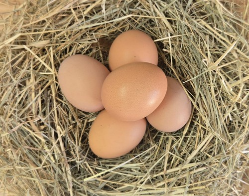 Rhode island red - island, hatching