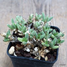 D933 TRICHODIADEMA MARLOTHII pot7-H5-W9 cm MaMa Cactus