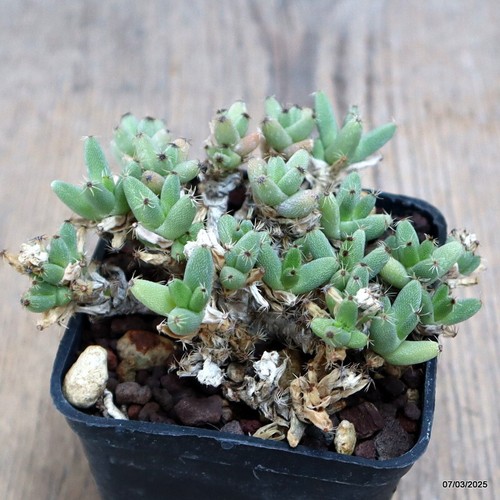 D933 trichodiadema marlothii - d933,
