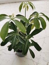 Schefflera Moon drop rarely