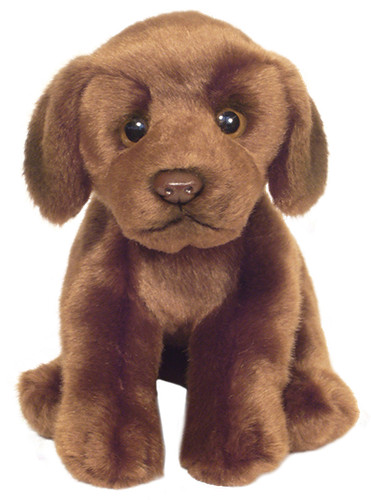 Chocolate labrador lab soft - lab,