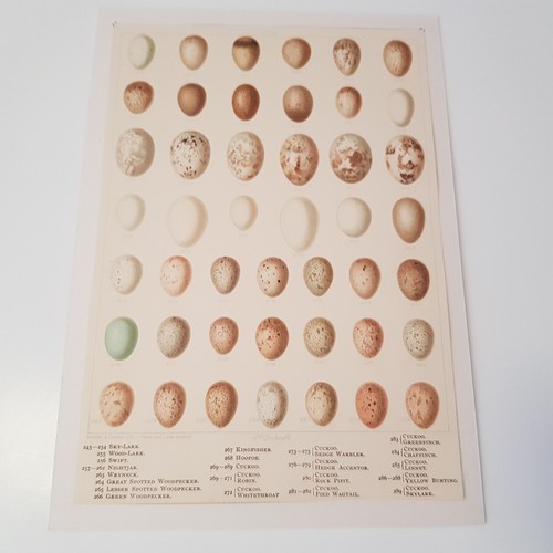 Antique bird egg c1890s print - antique,