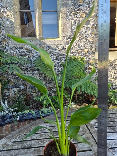Strelitzia reginae bird - strelitzia,