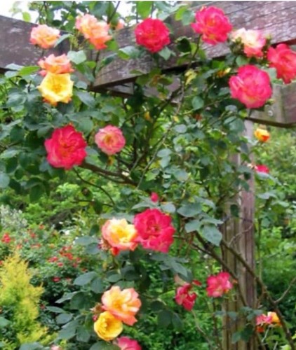 Climbing masquerade rose plant - masquerade,