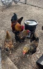14 + 2 Hatching Eggs Golden