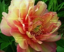 Peony JULIA ROSE Huge Blooms Gorgeous hardy perennial plant TUBER