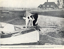 WIRE FOX TERRIER DOG AND BLACK CAT PLAY ON BOAT OLD VINTAGE DOG PRINT FROM 1934