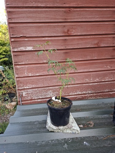 Acer palmatum dissectum - , felice