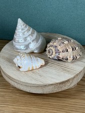 3 Sea Shells Bathroom