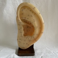 PVC Ear Acupoint Model Human Ear Acupuncture Model Ear Model 14 cms