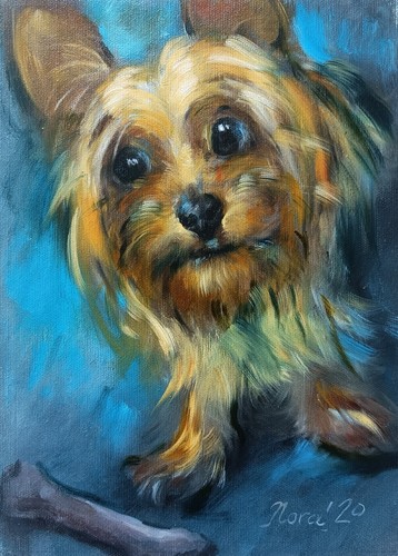 Original cute yorkshire - original,