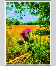 Down By The Riverbank A4 Print
