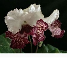 Streptocarpus PK-Kika-Plug