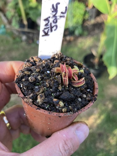 Venus fly trap dionaea - venus,
