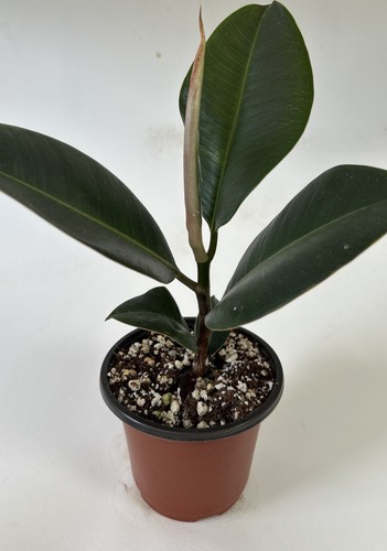 Rubber plant ficus elastica - -,