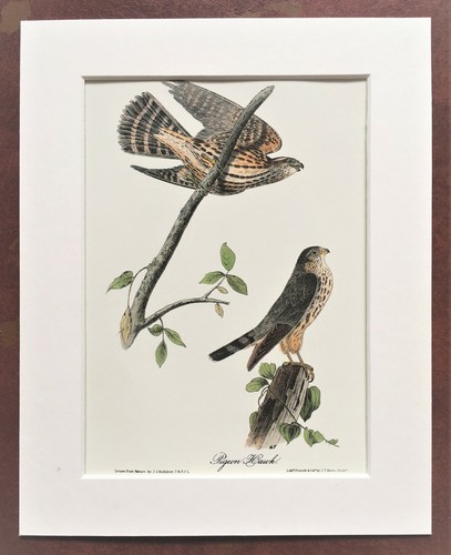 Pigeon hawk merlin falcon - hawk,
