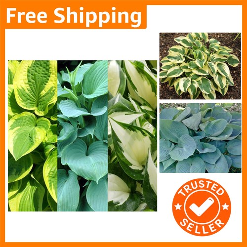 Lush hosta plant mix 3 - lush,