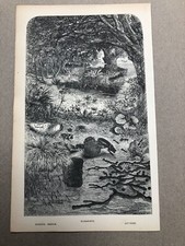 1866 original print - burying beetle - scarabaeus - ant - nest