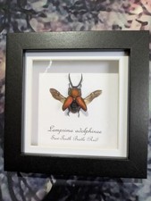 Red Saw Tooth Beetle (Lamprima