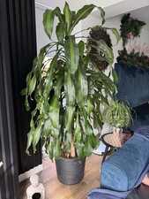 Tall Corn House Plant