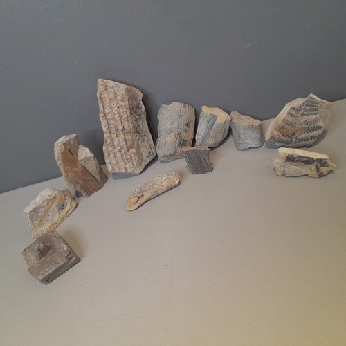 Fossil wood petrified plant - fossil,