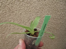 Paphiopedilum ooii x