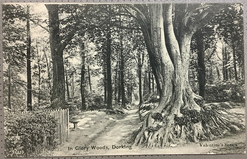 Glory woods dorking 1905 - dorking,