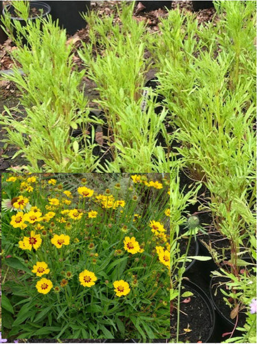 Coreopsis stermtalar - , 1l