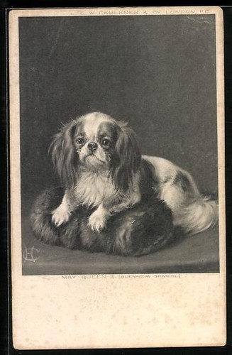 Postcard pekingese with a - a,