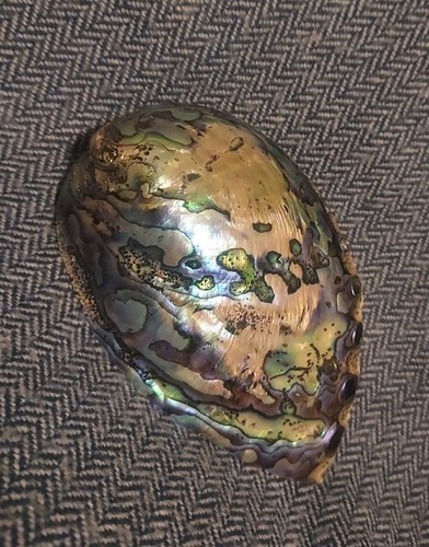 Polished abalone shell - polished,