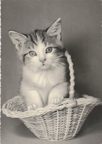 Vintage akh brilliant - vintage, kitten