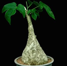 Adenia viridiflora  WYSIWYG