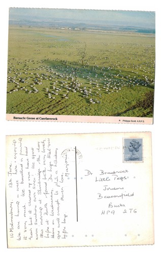Postcard barnacle geese at - postcard,
