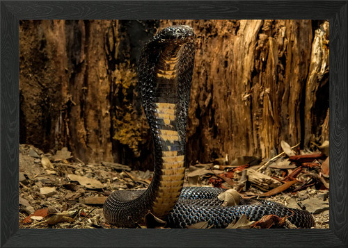 Pakistani black cobra framed - black,