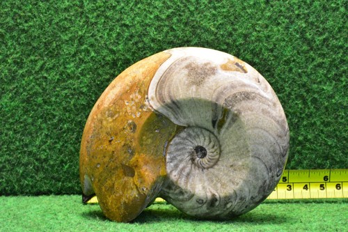 Ammonite fossil polished - fossil,