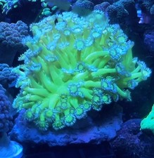 GONIOPORA NEON GREEN FRAG - LPS not SPS / SOFT / ZOA FRAG C GONI