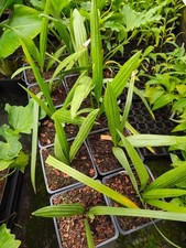 Phoenix sylvestris 'Round Seed' - 11 cm Pot Silver Date Palm Seedling