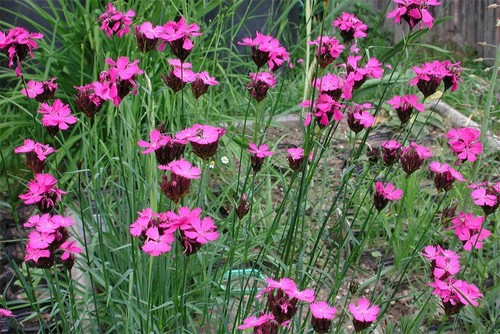 Dianthus carthusianorum hardy - dianthus,