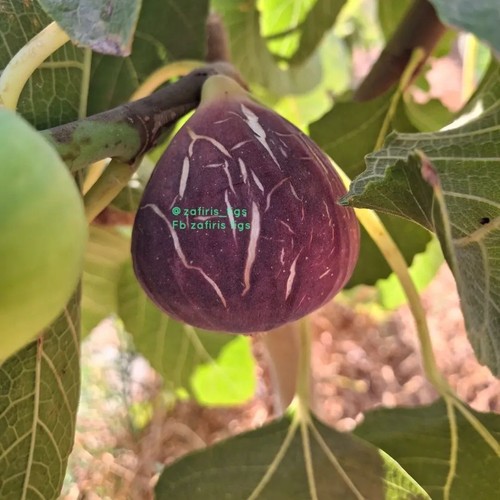Calderona fig - 2, x