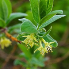 Lonicera Kamtschatica Eisbar 3.6 & 10 Litre Potted Plant by Thomspon & Morgan