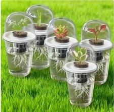 5 Pcs Visible Hydroponic Seed