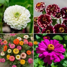 Zinnia Seeds - Huge Selection