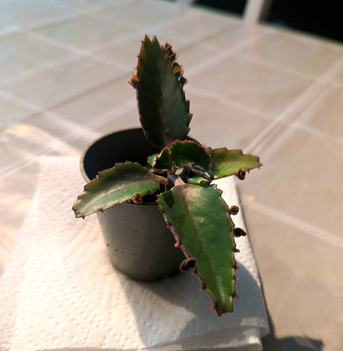 Mother thousands kalanchoe - thousands,