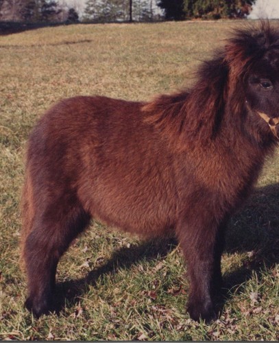 1990s cute miniature pony - cute,