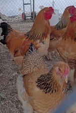 1 DOZEN Buff Brahma Hatching