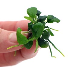 Anubias Nana Petite In Vitro