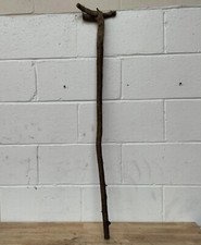 Blackthorn HUGE Rootball